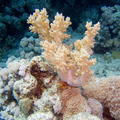 DSCF8577 mekky koral